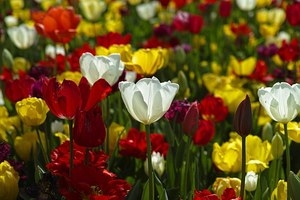 Россельхознадзор перед 8 марта сжег 5 тысяч цветов