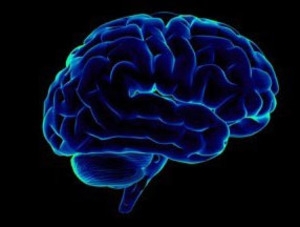 Биологи с помощью математики показали как развивается головной мозг человека