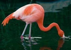 Дети до смерти запинали розового фламинго в зоопарке