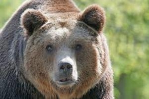 Полиция Таганрога ищет мужчину, выгуливавшего во дворе медведя