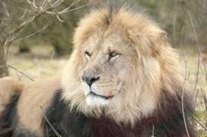 Пользователи сети смогут следить за выпуском львов в сафари-парке 
