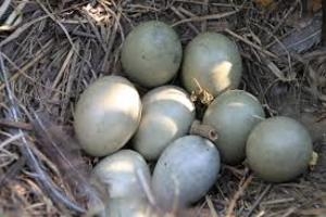 На Урале бизнесмен раздал бездомным элитные фазаньи яйца