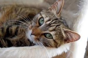 Учёные доказали: мурлыкающие котики продлевают жизнь