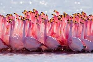Учёные рассказали, зачем фламинго стоят на одной ноге