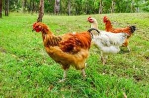 Россельхознадзор ограничил экспорт продукции в Европу из-за птичьего гриппа