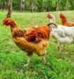 Россельхознадзор ограничил экспорт продукции в Европу из-за птичьего гриппа