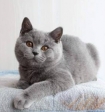 Злобный кот-ревнивец покорил соцсети страшным взглядом рядом с новым котенком