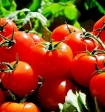 Россия запретит ввоз томатов и яблок из Азербайджана