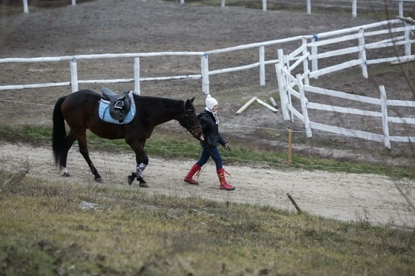 В Петербурге лошадь откусила парню нос, а в Волгограде 