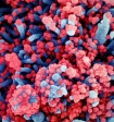 Обнаружен новый фактор смертности при коронавирусе