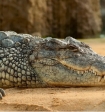 Турист перепутал крокодила с пластиковой фигурой и оказался в больнице