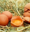 Правительство РФ одобрило обнуление пошлин на импорт яиц