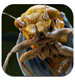 iPad-софт: насекомые под микроскопом. Обзор Mini-Monsters