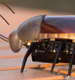iPhone научили управлять насекомыми