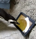 Пингвины играют на iPad